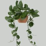 گیاه فیلودندرون