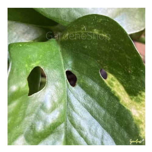 سوراخ و خوردگی روی پتوس لار برگ خوار
