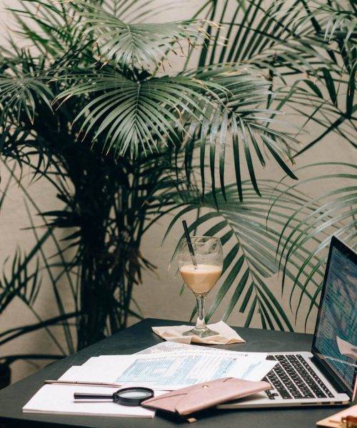 زرد شدن نخل اریکا