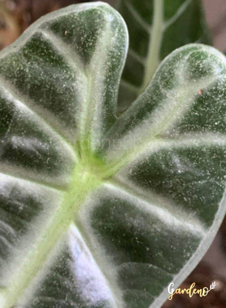 کنه تارعنکبوتی گیاه بابا آدم
