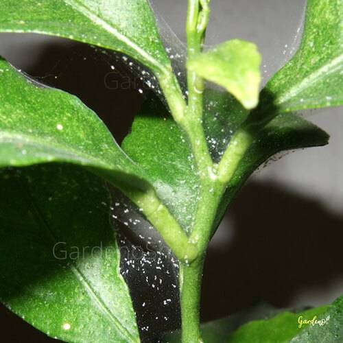 کنه تارعنکبوتی گیاه بونسای جنسینگ دلیل ریزش برگ بونسای