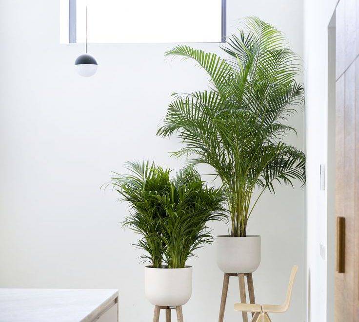گیاهان بی خطر برای سگ و گربه
