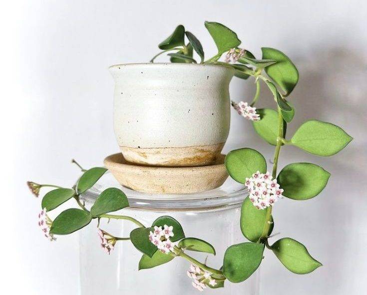 گیاهان بی خطر برای سگ و گربه