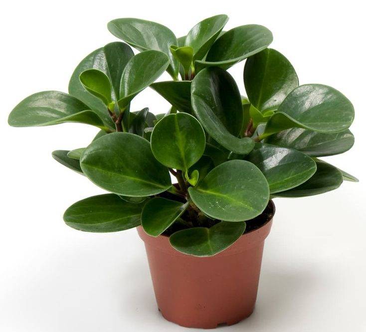گیاهان بی خطر برای سگ و گربه