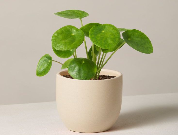 گیاهان بی خطر برای سگ و گربه