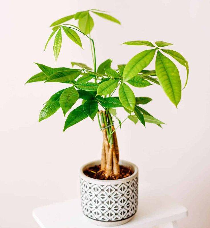 گیاهان بی خطر برای سگ و گربه