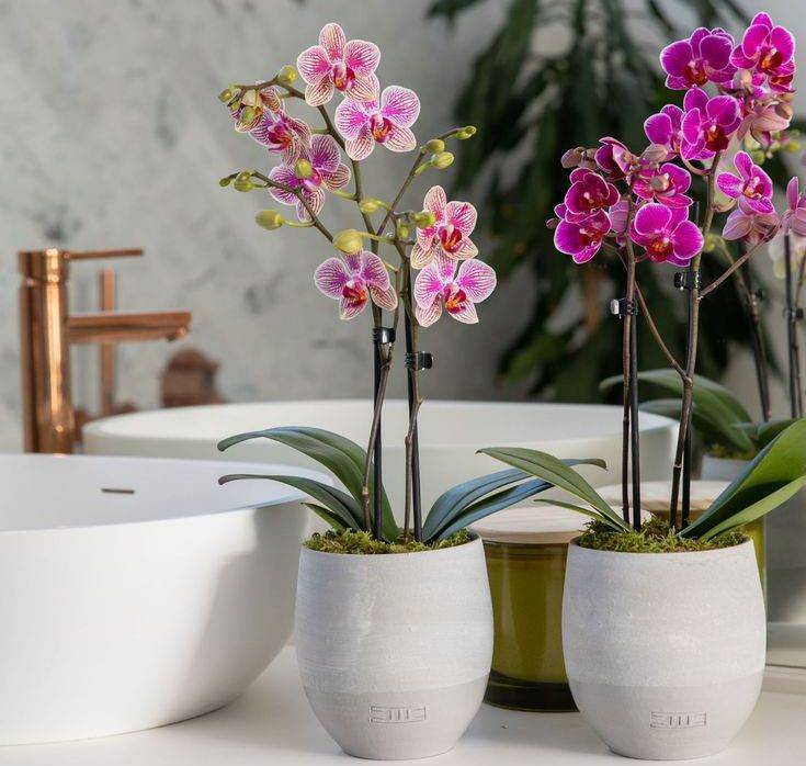 ارکیده از گیاهان بی خطر برای سگ و گربه