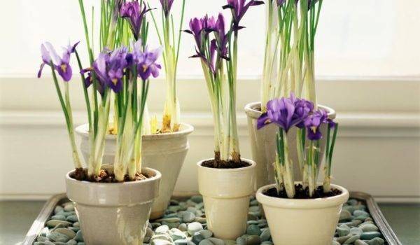 ساخت جزیره برای گیاهان