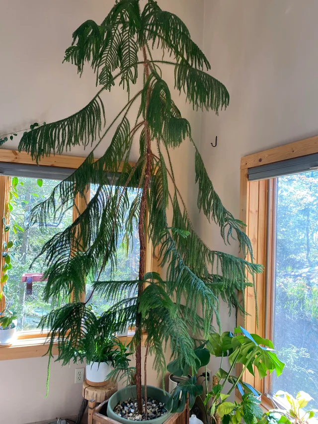 “ریشه پوسیده کاج مطبق ناشی از آبیاری بیش از حد یا قارچ‌های خاکی”  “برگ کاج مطبق با لکه‌های قارچی روی سوزن‌ها و شاخه‌ها”  “کپک خاکستری روی شاخه‌ها و برگ‌های کاج مطبق”  “زنگ سوزن‌های کاج مطبق، علائم بیماری قارچی برگ‌ها”  “شاخه‌ها و برگ‌های کاج مطبق آلوده به شپشک آردآلود و کنه”  “مقایسه شاخه سالم و شاخه آسیب‌دیده کاج مطبق برای تشخیص بیماری و آفات”  “روش‌های پیشگیری از پوسیدگی ریشه، لکه‌های قارچی و کپک خاکستری در کاج مطبق”  “درمان بیماری‌ها و آفات کاج مطبق با حذف بخش‌های آسیب‌دیده و استفاده از قارچ‌کش و حشره‌کش”  “گیاه کاج مطبق سالم با مراقبت مناسب برای پیشگیری از بیماری‌ها و آفات”  “علائم اولیه بیماری‌ها و آفات روی شاخه‌ها و برگ‌های کاج مطبق و روش رفع آن‌ها”