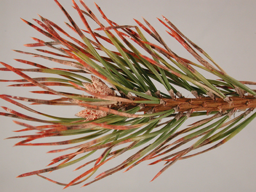 “ریشه پوسیده کاج مطبق ناشی از آبیاری بیش از حد یا قارچ‌های خاکی”  “برگ کاج مطبق با لکه‌های قارچی روی سوزن‌ها و شاخه‌ها”  “کپک خاکستری روی شاخه‌ها و برگ‌های کاج مطبق”  “زنگ سوزن‌های کاج مطبق، علائم بیماری قارچی برگ‌ها”  “شاخه‌ها و برگ‌های کاج مطبق آلوده به شپشک آردآلود و کنه”  “مقایسه شاخه سالم و شاخه آسیب‌دیده کاج مطبق برای تشخیص بیماری و آفات”  “روش‌های پیشگیری از پوسیدگی ریشه، لکه‌های قارچی و کپک خاکستری در کاج مطبق”  “درمان بیماری‌ها و آفات کاج مطبق با حذف بخش‌های آسیب‌دیده و استفاده از قارچ‌کش و حشره‌کش”  “گیاه کاج مطبق سالم با مراقبت مناسب برای پیشگیری از بیماری‌ها و آفات”  “علائم اولیه بیماری‌ها و آفات روی شاخه‌ها و برگ‌های کاج مطبق و روش رفع آن‌ها”