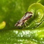 آفت پسیل برای گیاهان و درختان