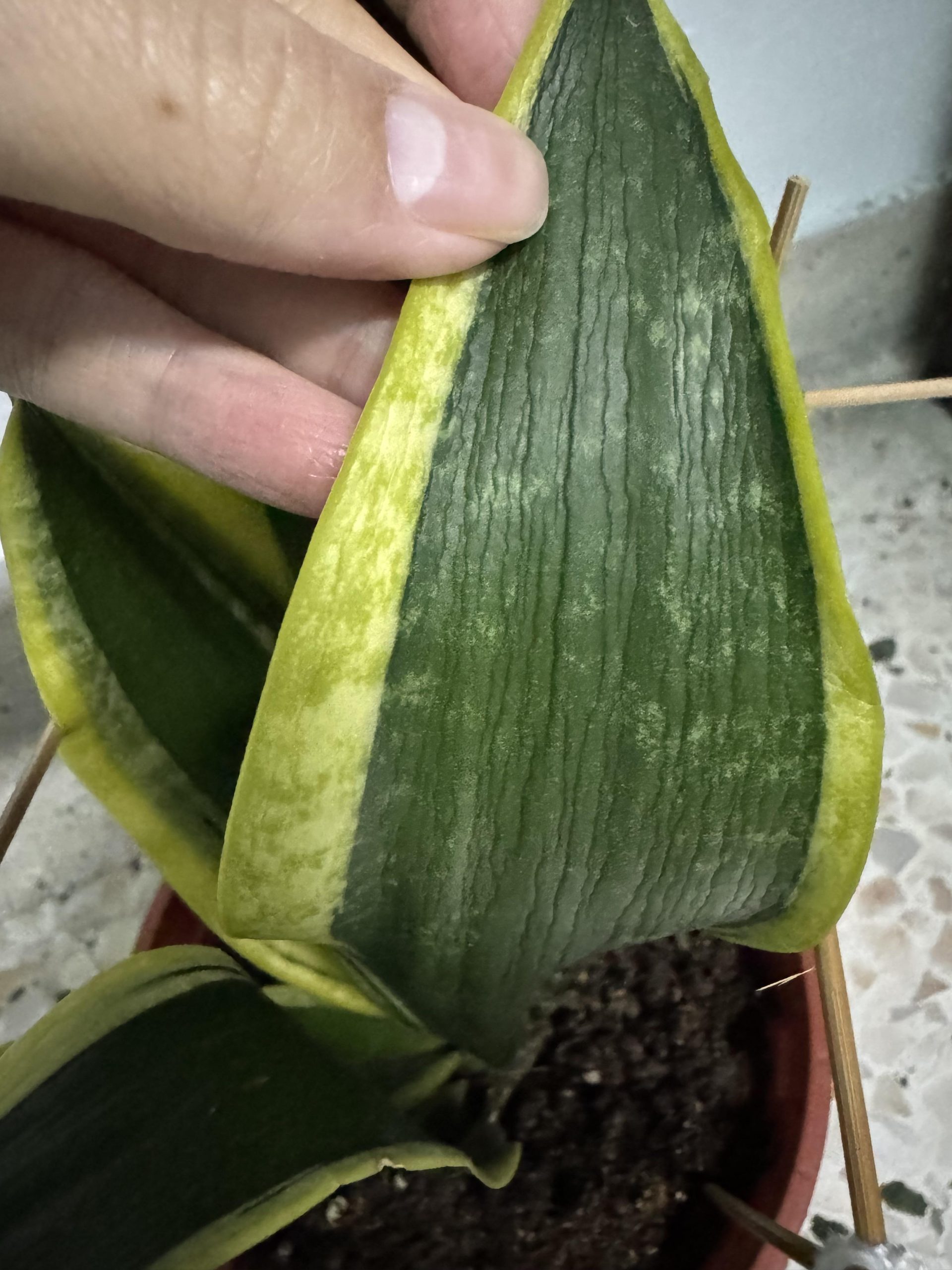 “برگ سانسوریا چروکیده و خشک به دلیل کمآبی یا آبیاری نامناسب” “سانسوریا با برگهای چروکیده ناشی از نور مستقیم شدید یا آفتاب سوختگی” “مقایسه برگهای سالم و چروکیده سانسوریا برای تشخیص علت مشکل” “روش اصلاح آبیاری و رطوبت برای درمان برگهای چروکیده سانسوریا” “سانسوریا سالم در گلدان با مراقبت مناسب برای جلوگیری از چروک شدن برگها” “علائم کمبود مواد مغذی یا خاک نامناسب روی برگهای سانسوریا و روش رفع آنها”