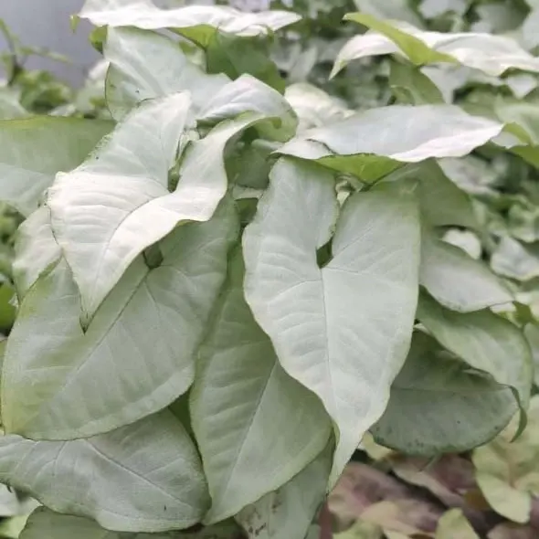 سینگونیوم سفید با برگهای سبز روشن و رگههای سفید زیبا در گلدان آپارتمانی” “نمای نزدیک برگ سینگونیوم سفید با رگههای سفید و طراحی طبیعی جذاب” “گیاه سینگونیوم سفید در محیط روشن با برگهای سالم و شاداب” “نگهداری سینگونیوم سفید با نور و رطوبت مناسب برای حفظ رنگ برگها” “گلدان سینگونیوم سفید در خانه با جلوه خاص برگهای سبز و سفید” “مقایسه برگهای مختلف سینگونیوم سفید برای نشان دادن الگوهای طبیعی”