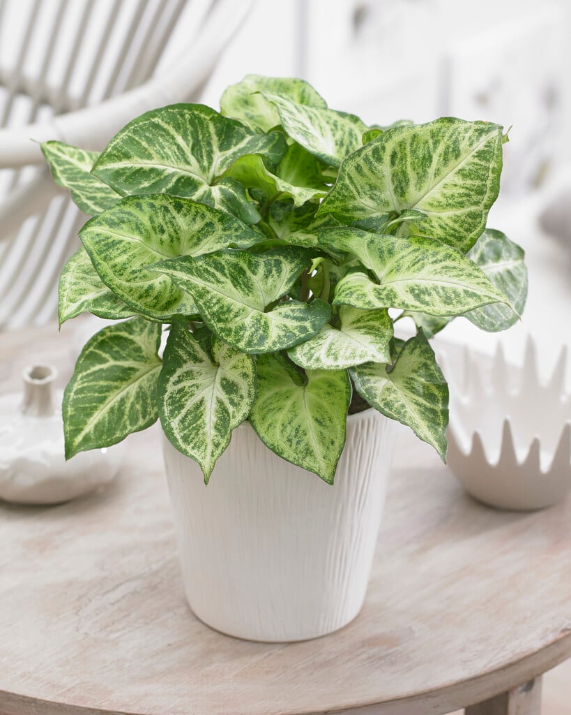 “سینگونیوم پودوفیلوم با برگهای سبز و الگوهای جذاب در گلدان آپارتمانی” “برگهای رنگارنگ سینگونیوم پودوفیلوم با طرحهای متفاوت و زیبای طبیعی” “گیاه سینگونیوم پودوفیلوم در محیط روشن با برگهای سالم و شاداب” “نگهداری سینگونیوم پودوفیلوم در خانه با رطوبت و نور مناسب” “مقایسه برگهای مختلف سینگونیوم پودوفیلوم برای شناخت تنوع رنگ و طرح” “گیاه سینگونیوم پودوفیلوم در گلدان کوچک آماده پرورش و تکثیر”