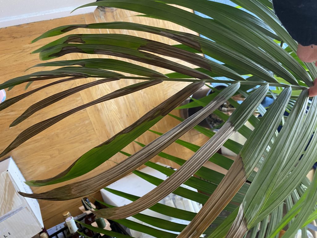 “برگ شامادورا خشک و نوک قهوهای به دلیل خشکی هوا و کمبود رطوبت” “گیاه شامادورا در محیط خشک آپارتمانی با علائم کمبود رطوبت” “استفاده از دستگاه بخور سرد برای افزایش رطوبت محیط و سلامت شامادورا” “گیاه شامادورا در گلدان کنار سینی آب و سنگ برای تأمین رطوبت محیطی” “روش اسپری آب روی برگهای شامادورا برای پیشگیری از خشکی و نوک سوختگی” “مقایسه برگهای سالم و خشک شده شامادورا ناشی از رطوبت ناکافی محیط”