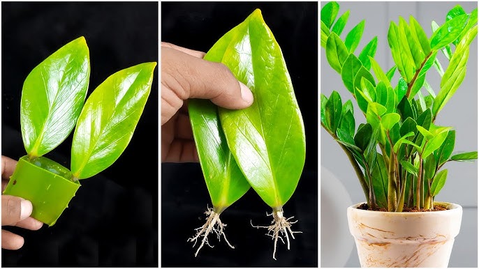 “برگ سالم زامیفولیا آماده برای تکثیر در خاک یا آب” “برش برگ زامیفولیا با چاقوی تمیز برای قلمهزنی” “قلمه برگ زامیفولیا قرار گرفته در لیوان آب برای ریشهدهی” “ریشههای کوچک زامیفولیا که از قلمه برگ رشد کردهاند” “گلدان کوچک با خاک سبک و مرطوب برای کاشت قلمه برگ زامیفولیا” “چند قلمه برگ زامیفولیا آماده کاشت در گلدانهای جداگانه” “مراحل مراقبت از قلمه برگ زامیفولیا تا رشد کامل گیاه”