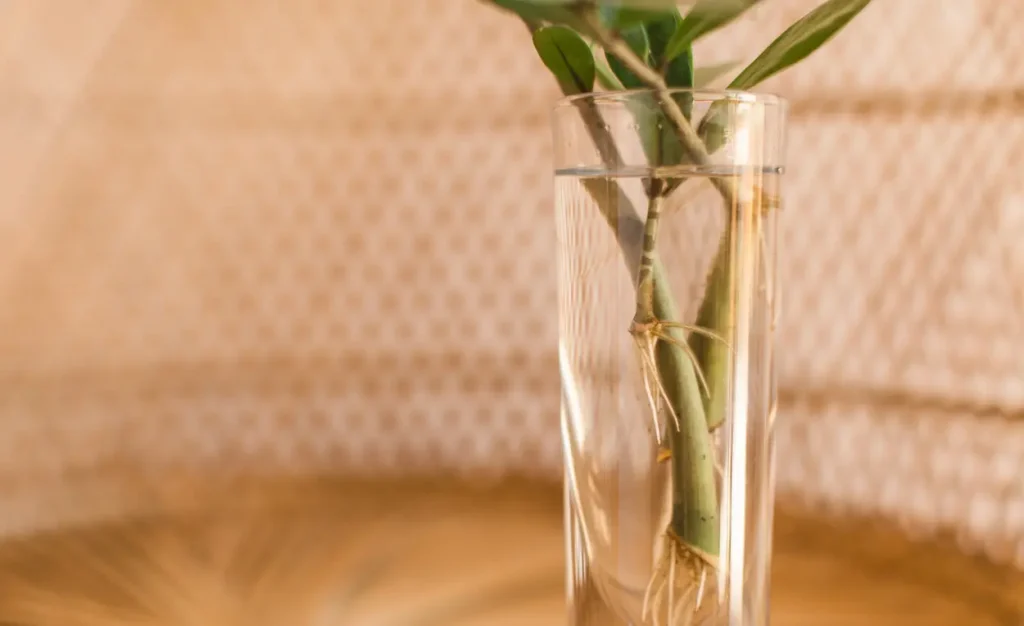 “برگ سالم زامیفولیا آماده تکثیر از طریق قلمه برگ” “برش برگ زامیفولیا برای قرار دادن در خاک یا آب جهت ریشهدهی” “ریشههای کوچک زامیفولیا که پس از تکثیر در آب رشد کردهاند” “گلدان کوچک با خاک سبک و مرطوب برای کاشت قلمه زامیفولیا” “چند قلمه زامیفولیا آماده کاشت در گلدانهای جداگانه” “روش تکثیر از طریق تقسیم ریزوم زامیفولیا” “گیاهان زامیفولیا تازه تکثیر شده در محیط روشن ولی بدون نور مستقیم” “استفاده از هورمون ریشهزایی برای افزایش موفقیت تکثیر زامیفولیا”