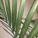 کنه تارعنکبوتی روی گیاه شامادورا