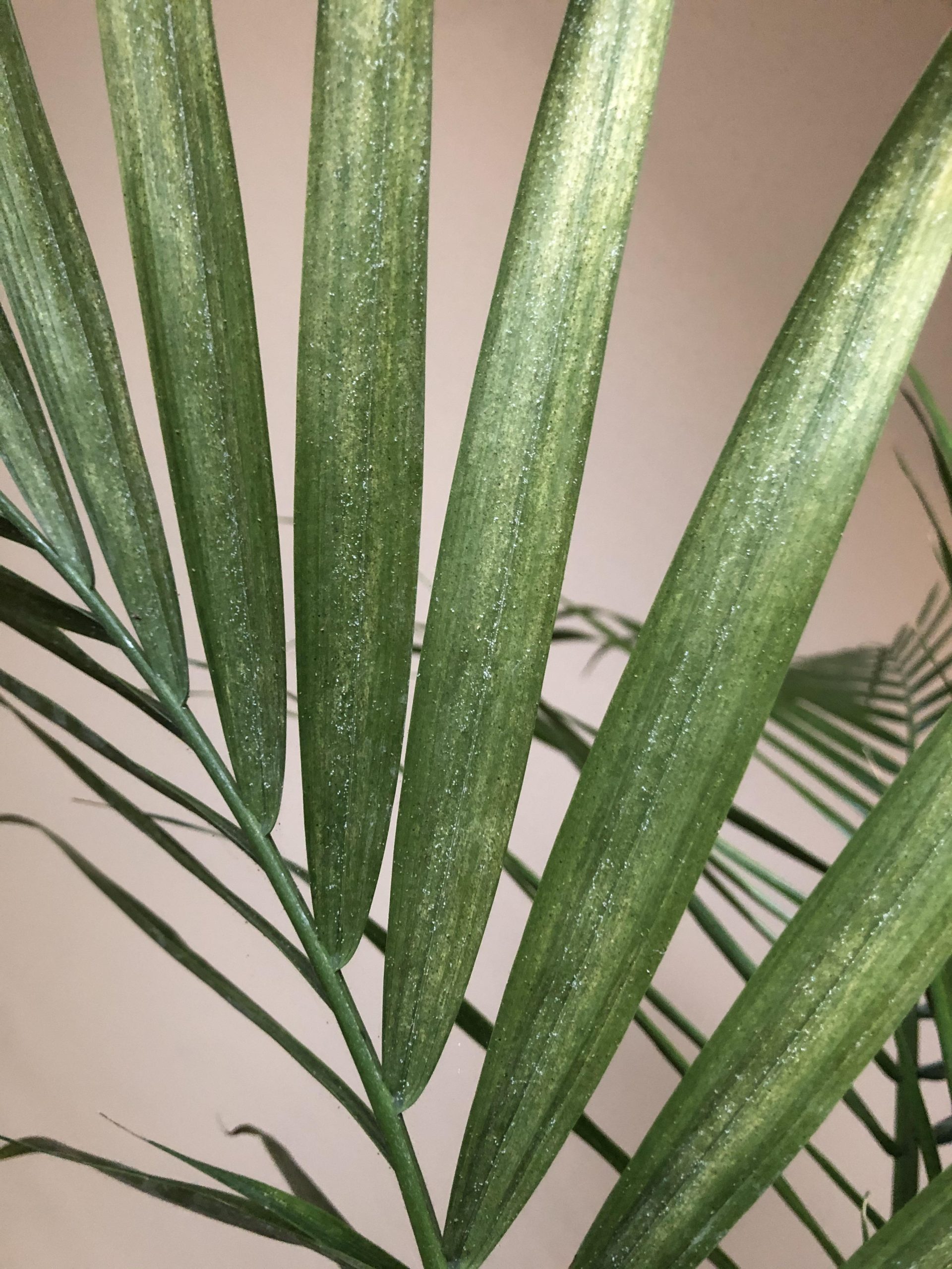 کنه تارعنکبوتی روی گیاه شامادورا
