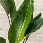 پرنده بهشتی و نخل نیکولای