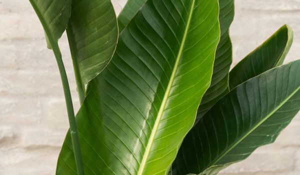 پرنده بهشتی و نخل نیکولای
