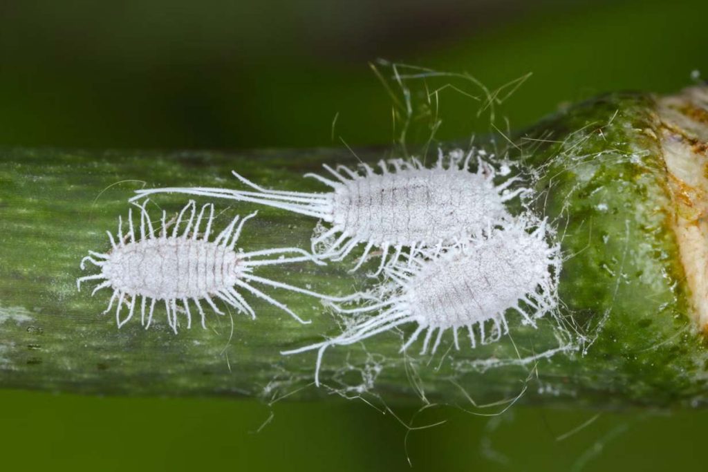 شپشک آردآلود (Mealybug)
