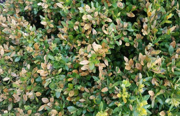 علائم پوسیدگی ریشه (Root Rot) در شمشاد