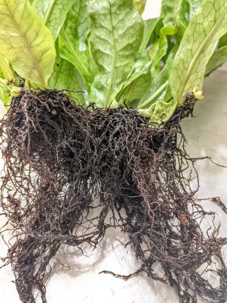 پوسیدگی ریشه سرخس