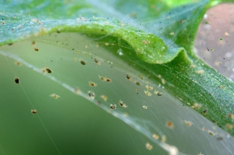 کنه تار عنکبوتی در سرخس