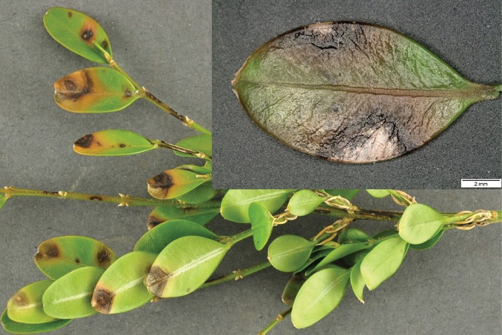 قارچ‌های لکه‌برگ (Leaf Spot) در شمشاد