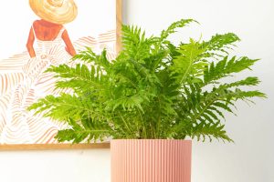 راهنمای کامل نگهداری از سرخس‌های آپارتمانی