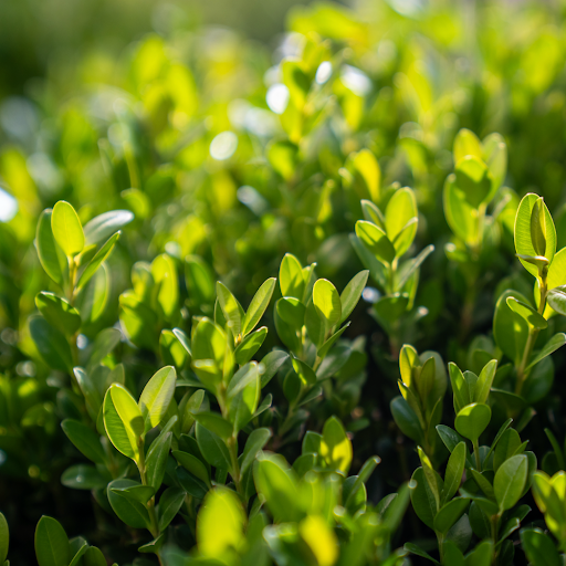 شمشاد (Buxus) یکی از محبوب‌ترین گیاهان زینتی همیشه‌سبز است که در طراحی فضای سبز، باغ‌ها و پرچین‌ها کاربرد فراوان دارد.