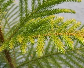 “ریشه پوسیده کاج مطبق ناشی از آبیاری بیش از حد یا قارچ‌های خاکی”  “برگ کاج مطبق با لکه‌های قارچی روی سوزن‌ها و شاخه‌ها”  “کپک خاکستری روی شاخه‌ها و برگ‌های کاج مطبق”  “زنگ سوزن‌های کاج مطبق، علائم بیماری قارچی برگ‌ها”  “شاخه‌ها و برگ‌های کاج مطبق آلوده به شپشک آردآلود و کنه”  “مقایسه شاخه سالم و شاخه آسیب‌دیده کاج مطبق برای تشخیص بیماری و آفات”  “روش‌های پیشگیری از پوسیدگی ریشه، لکه‌های قارچی و کپک خاکستری در کاج مطبق”  “درمان بیماری‌ها و آفات کاج مطبق با حذف بخش‌های آسیب‌دیده و استفاده از قارچ‌کش و حشره‌کش”  “گیاه کاج مطبق سالم با مراقبت مناسب برای پیشگیری از بیماری‌ها و آفات”  “علائم اولیه بیماری‌ها و آفات روی شاخه‌ها و برگ‌های کاج مطبق و روش رفع آن‌ها”