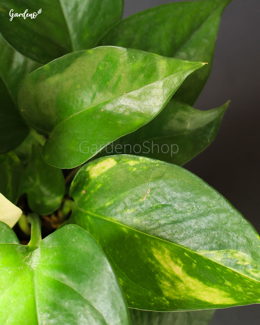 پتوس ابلق با گلدان پلیمری