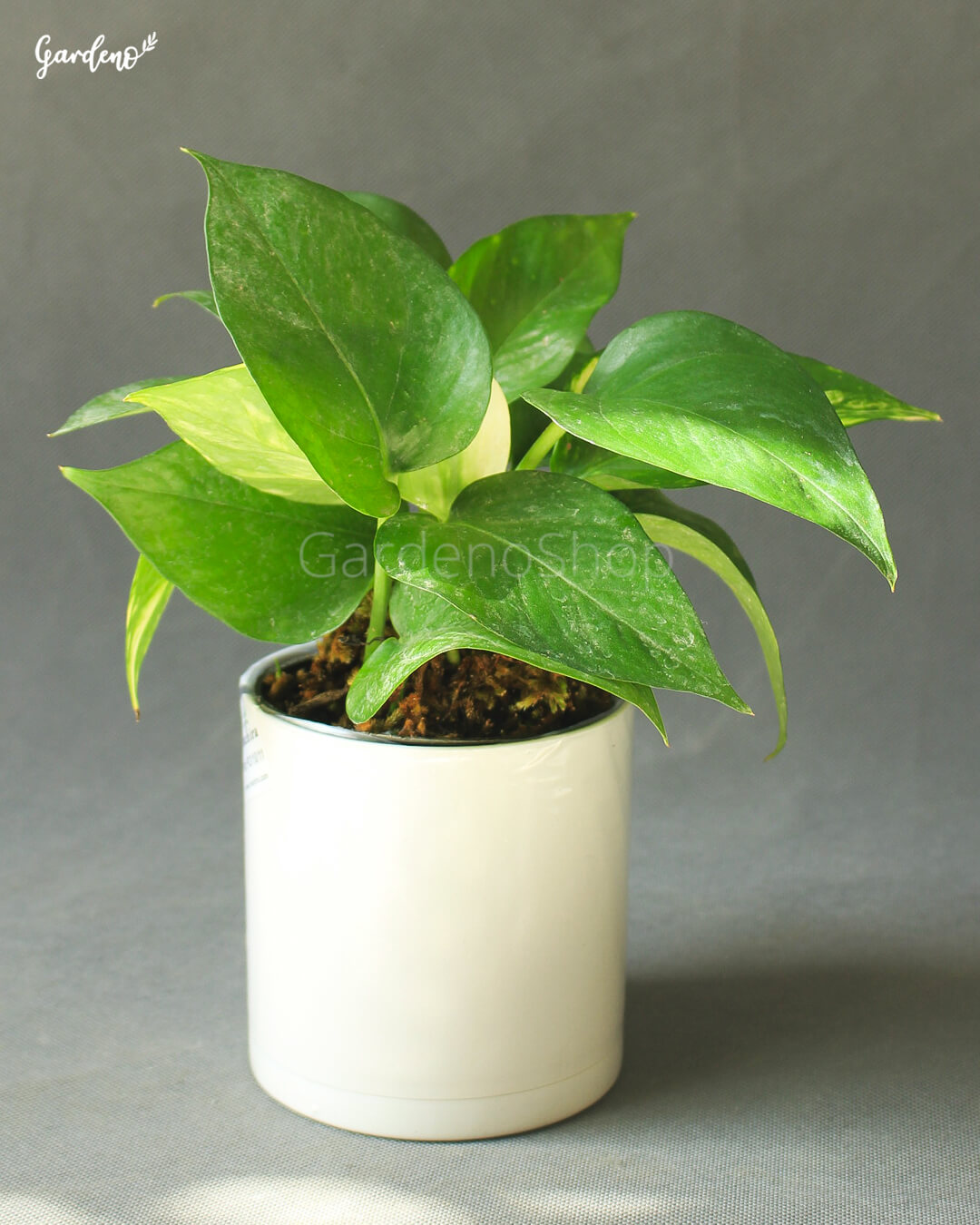 پتوس ابلق با گلدان پلیمری سفید