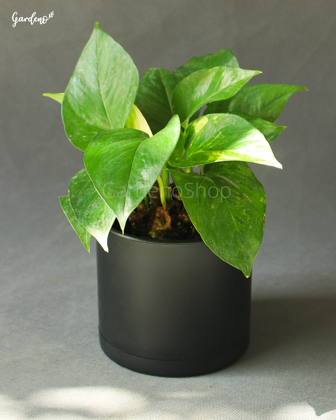 پتوس ابلق با گلدان پلیمری مشکی