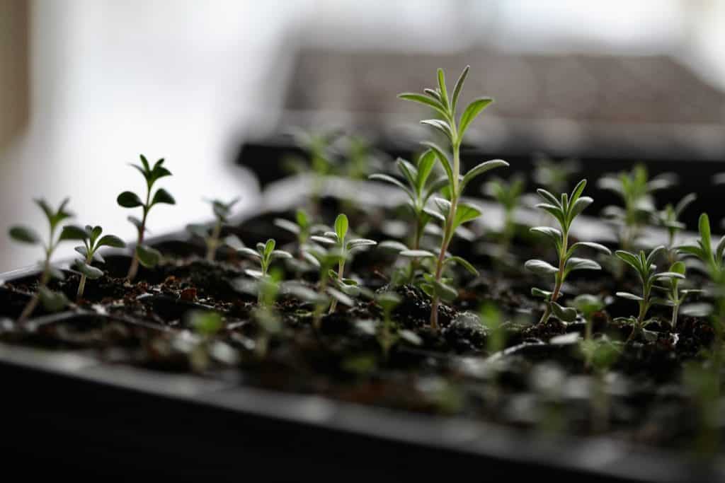 lavender seeds planting